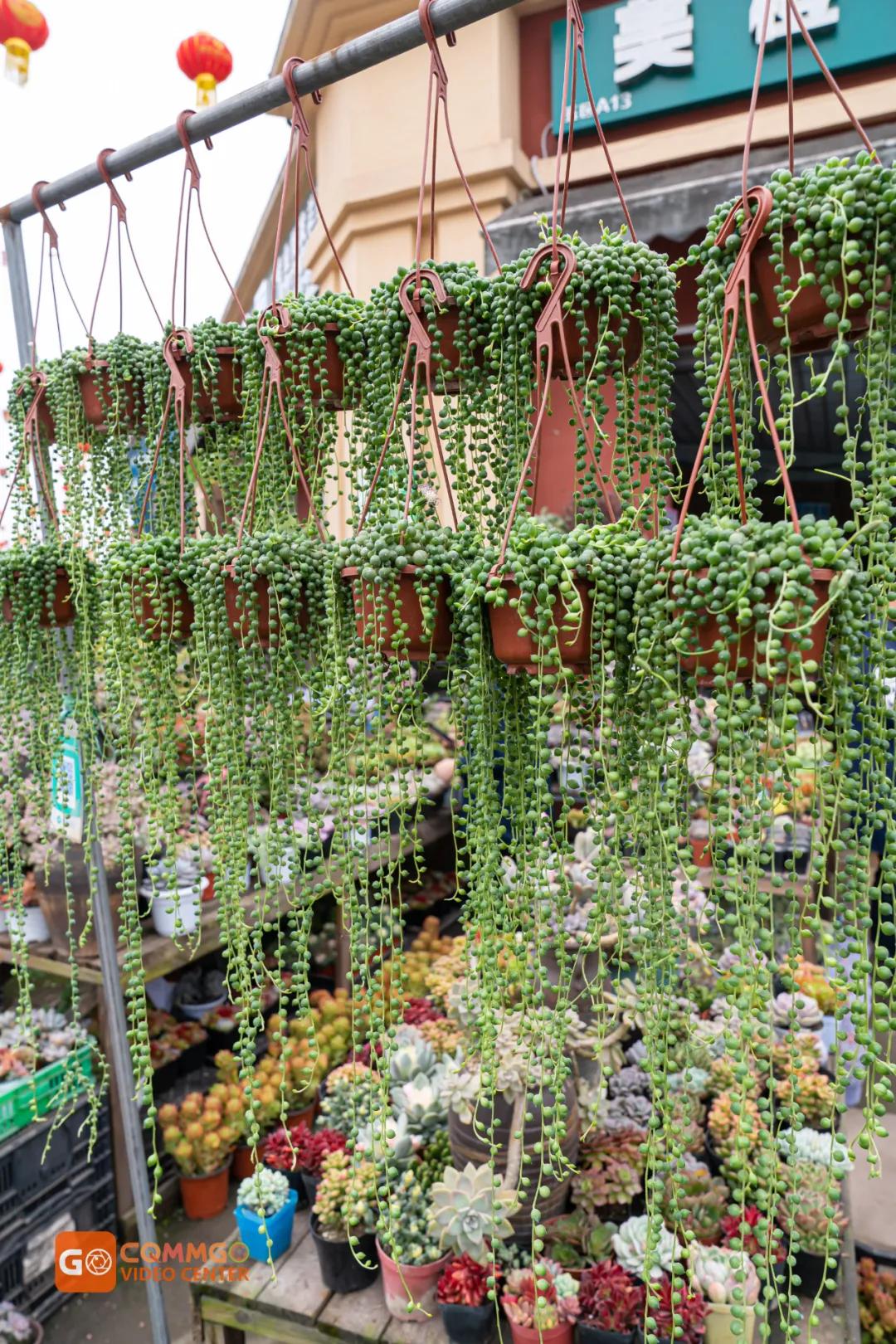 重庆花市排名前十名,重庆花市哪里最便宜