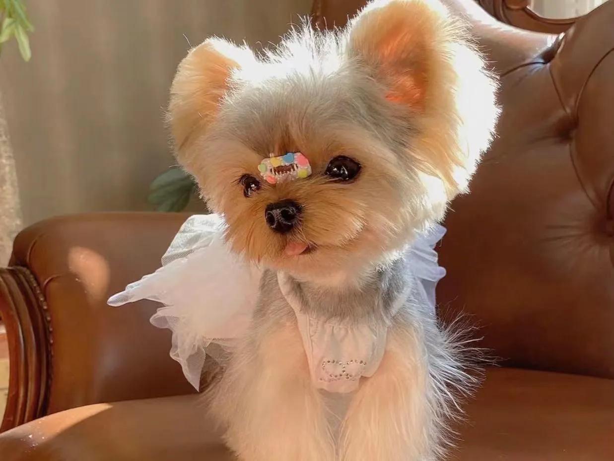 挑选约克夏犬,挑选约克夏耳位