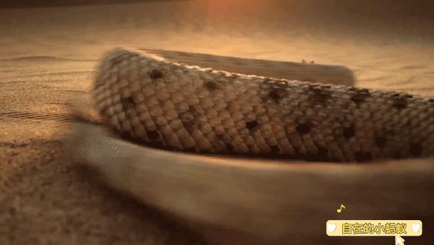 一生不喝水，却活成沙漠里的魔鬼蛇，爬行方式太优美毒蛇响尾蛇