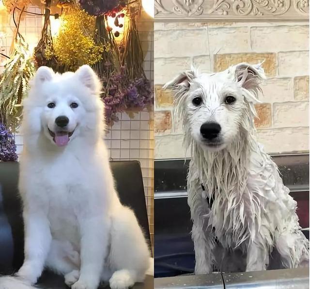 萨摩耶有体臭吗,萨摩耶犬体臭重吗