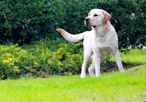 拉布拉多犬的训练方法和注意事项,拉布拉多幼犬怎么笼养