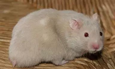 仓鼠的种类习性详细介绍,仓鼠有哪些亚种种类