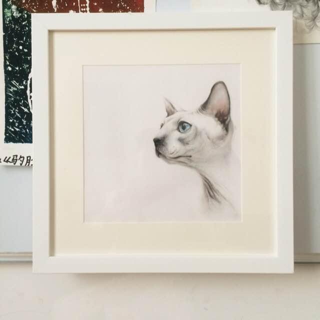 世界上最致命的猫黑足猫,世界十大奇特的猫你见过哪一种