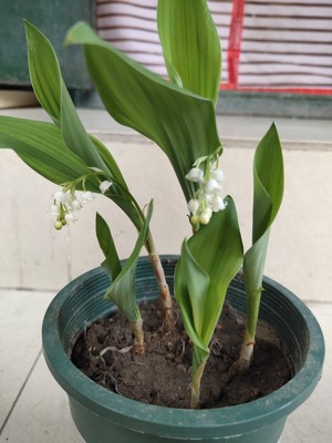 幸福来临清风细雨,幸福到来歌曲完整版