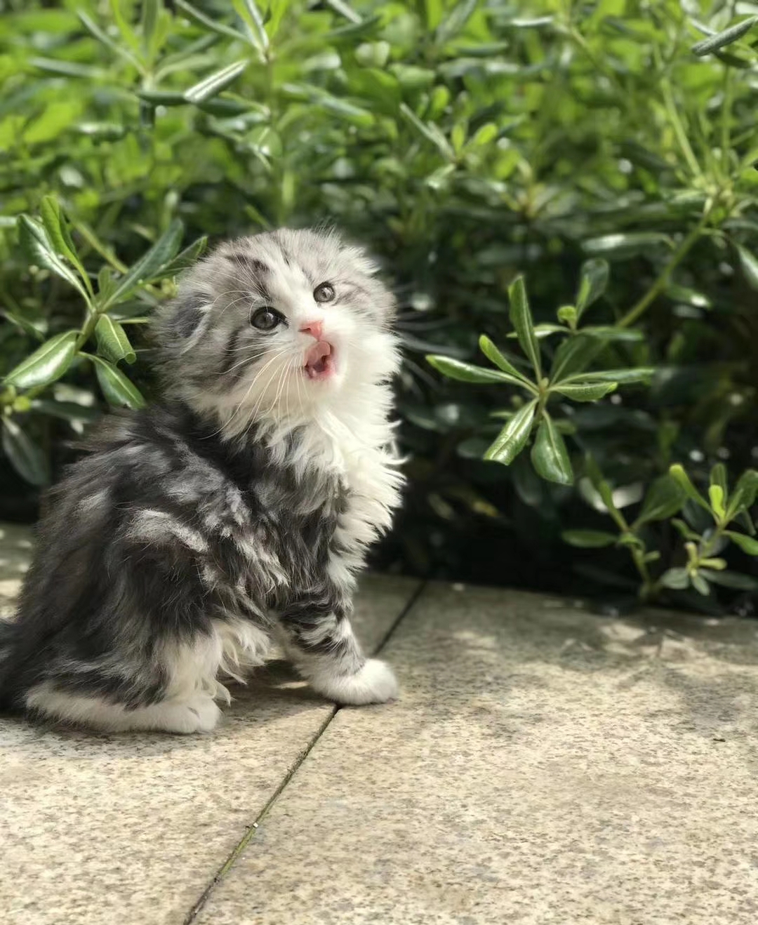 猫咪出现严重应激反应怎么治疗,猫咪出现厌食症状