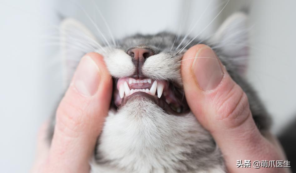 当一只猫有了脸,当一只猫长成了狗的样子