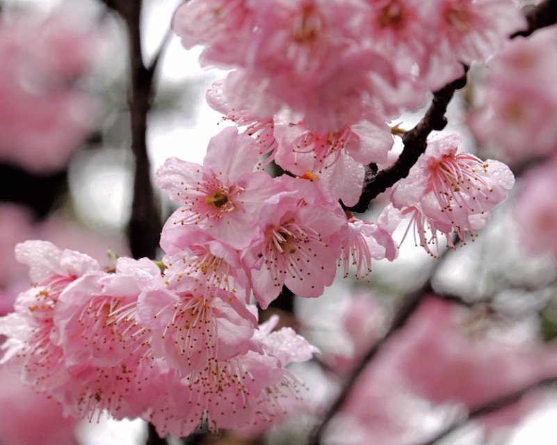 春雨江苏东台,春雨江苏无锡