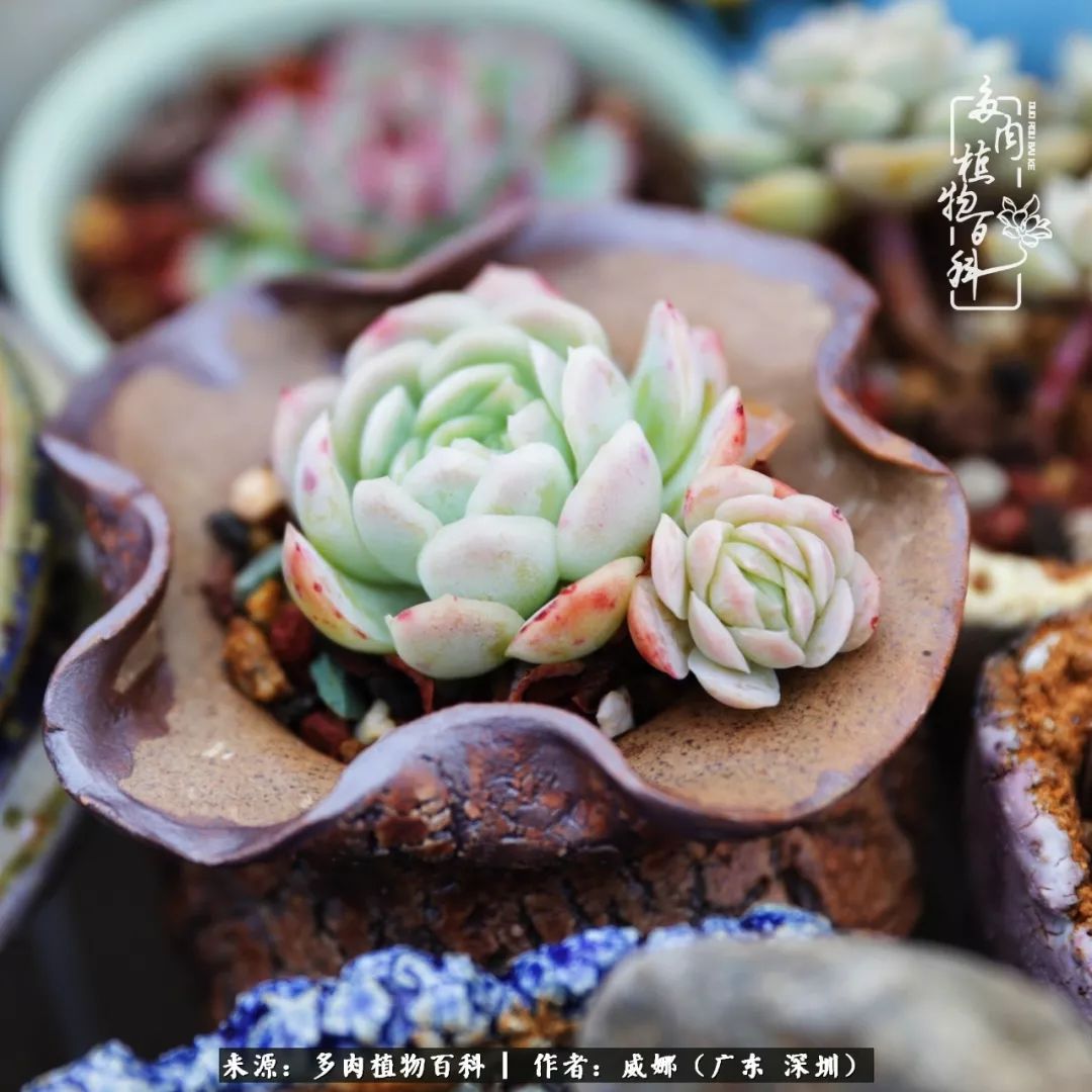 笼子里的多肉,露养的多肉和室内的多肉区别