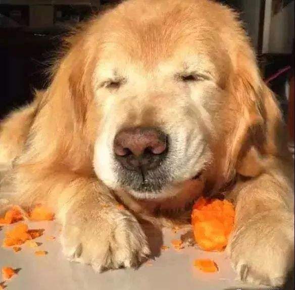 狗狗临终前想些什么,狗狗临终前的几种表现