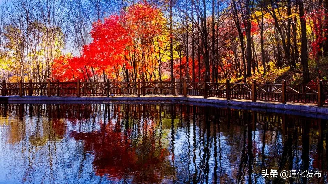 枫姿正好共赴一场云岭之约