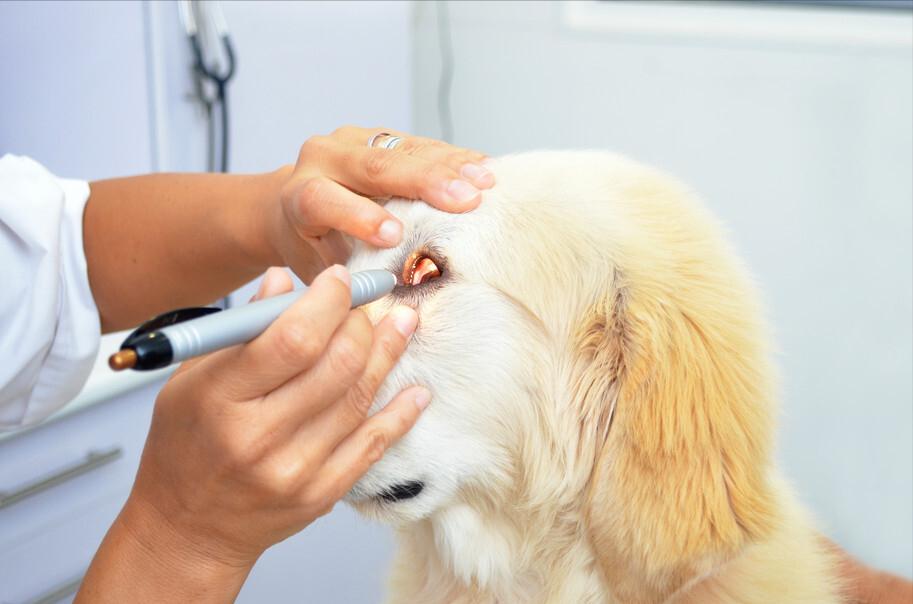 老年狗后腿无力站不起来怎么办,如何照顾老年犬这几点很关键