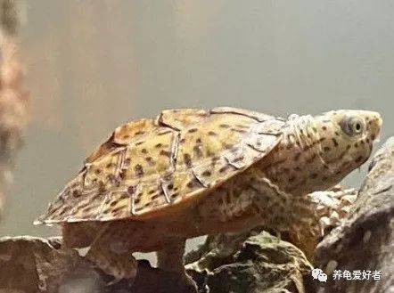 今年值得入手的蛋龟,蛋龟为什么受欢迎