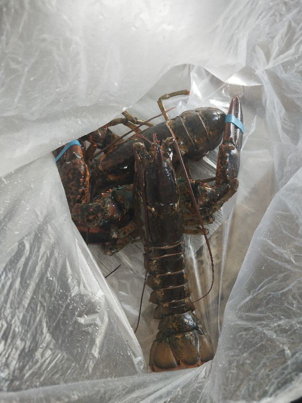 加拿大哈里逊自驾游攻略,自驾加拿大爱德华王子岛