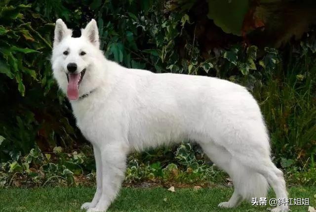 德牧和萨摩耶混血到底是什么品种,萨摩耶犬和德牧的白色崽图片