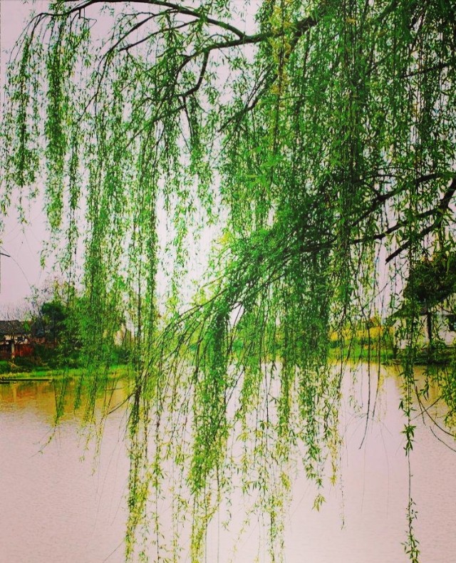 描写柳树的诗句名句,几句描写柳树的优美词句
