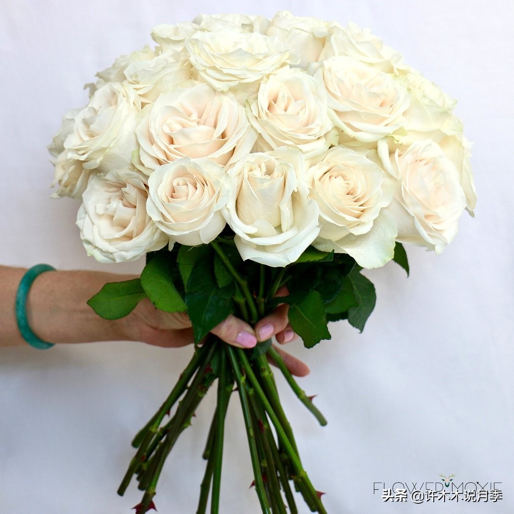 月季不停掉叶子怎么办？教你一招，光杆月季也能重新发芽开花。