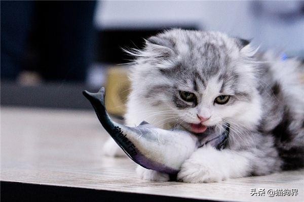 自家猫咪无缘无故攻击咬人,家里猫咪喜欢咬人怎么办