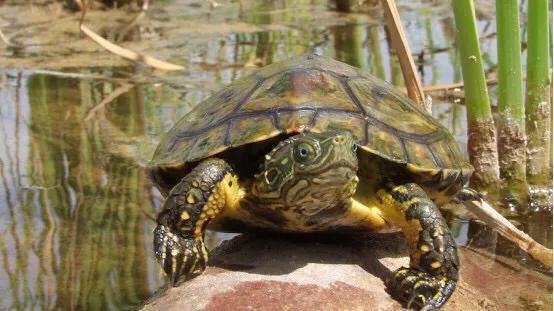 黄喉石龟图片大全,欧洲黄喉