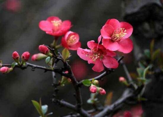 海棠花怎么养殖最好,海棠花怎么养和栽培