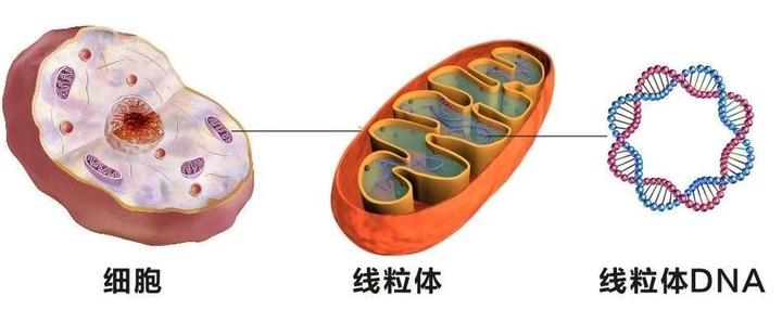 宠物克隆的视频,宠物克隆是100%成功吗