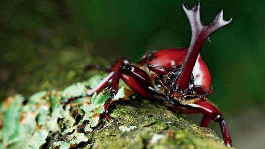山野自然酷虫酷玩，玉米娃娃，一场自然与艺术融合的秋日盛宴