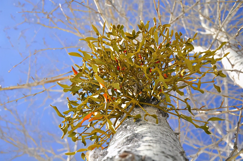圣诞植物大全,圣诞节植物