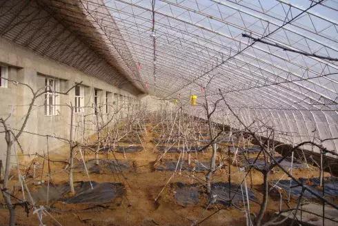 樱桃栽培技术最新视频,大连樱桃气雾栽培技术