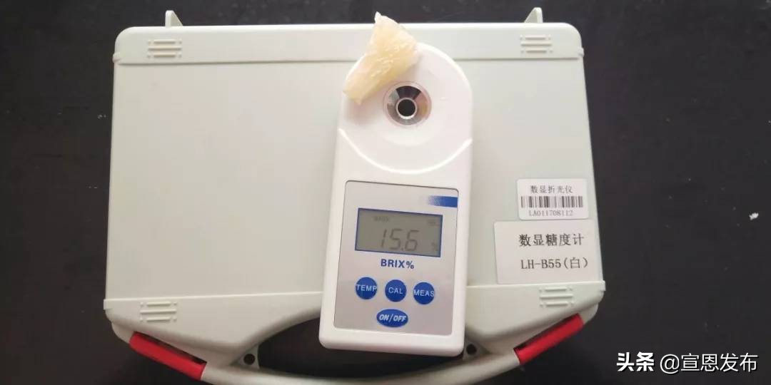 宣恩贡水柚直播间,宣恩贡水白柚苗