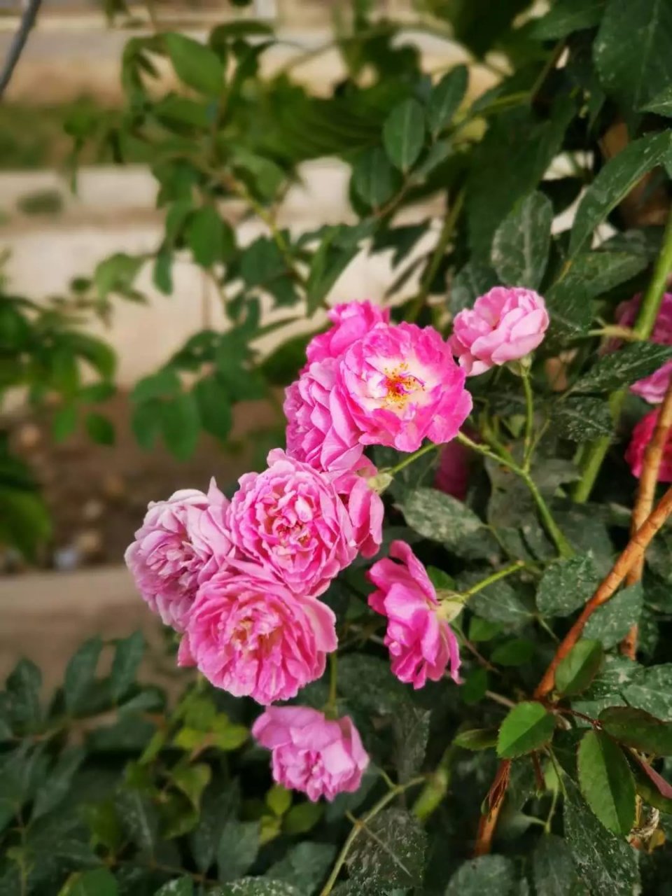 植物叶子长白色斑点怎么办,植物叶片上长满了白点是什么原因