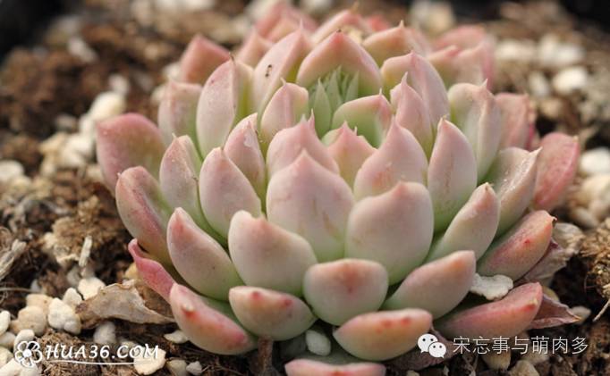 多肉月影系有哪些品种,月影系多肉品种大全