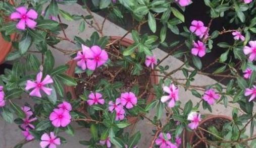 盆栽蚂蚁怎么快速处理掉,盆栽里面有蚂蚁怎么消除