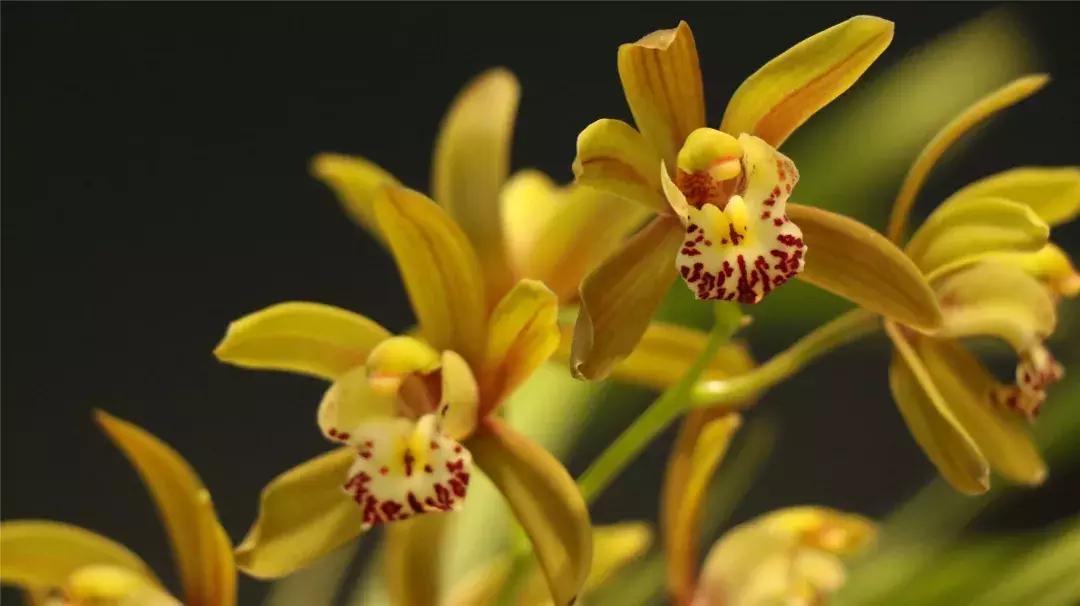 美美美！海淀这个地儿，万株兰花惊艳来袭，你招架的住吗？