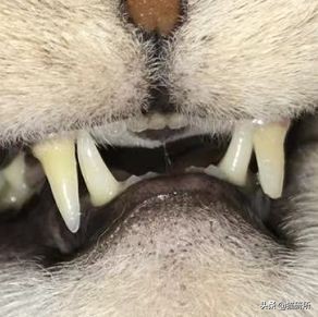 每天15分钟,医生手把手教你做17项猫咪全身检查