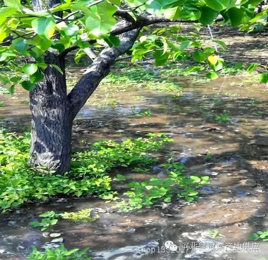 鸭梨与皇冠梨雪花梨哪个好,鸭梨雪花梨皇冠梨的区别