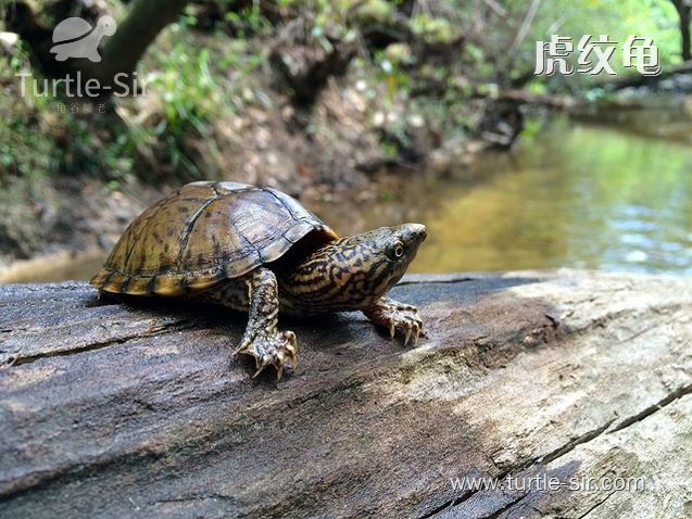 麝香龟虎纹龟图片,虎纹麝香龟跟虎纹泥龟对比