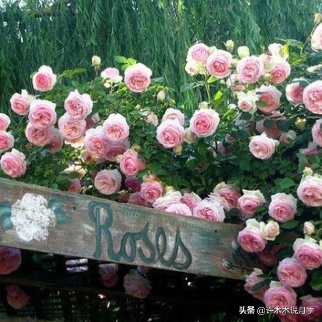 如何制作月季的肥料,月季自制液体肥怎么用最好