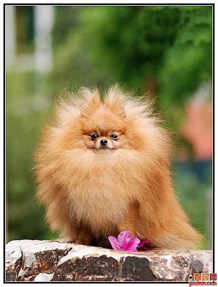 鐙楃嫍澶у叏鍙埍,鍙埍鐨勫皬鐙楃嫍閫佺粰鐖辩嫍浜哄＋