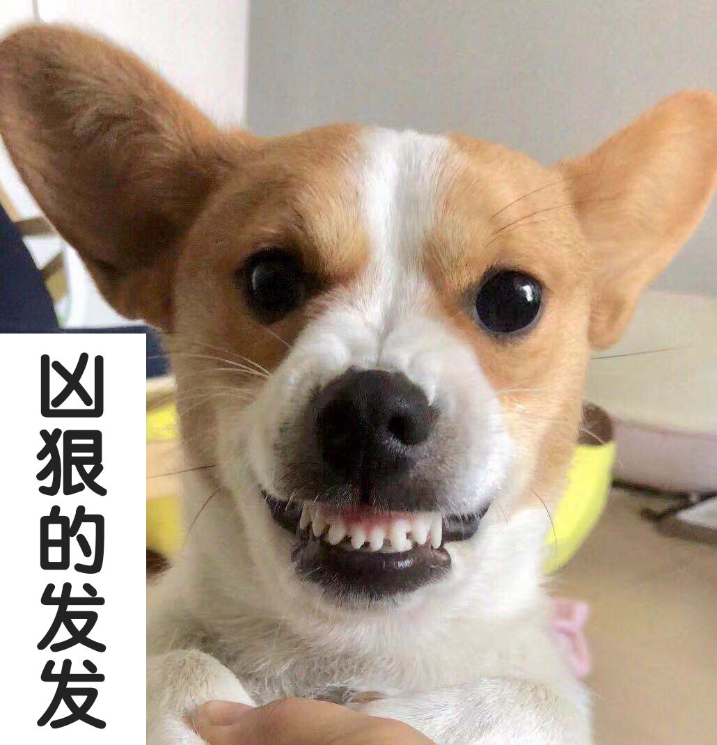 狗狗护食怎么办,狗狗护食的声音