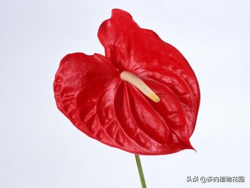 花的寓意富贵吉祥,手掌大的花寓意什么