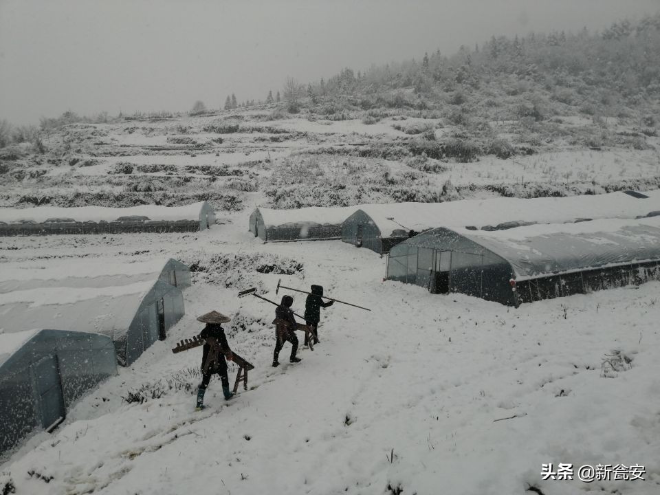一本日记一份初心,一部战疫日记