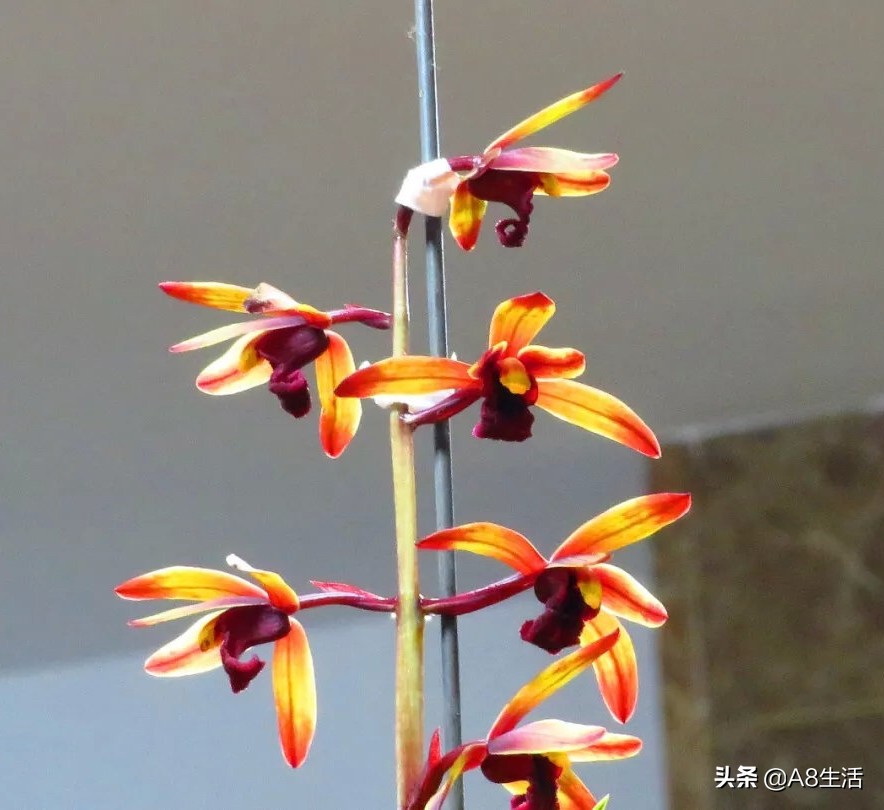 兰花蕙兰绝品传奇,每日一品茶叶