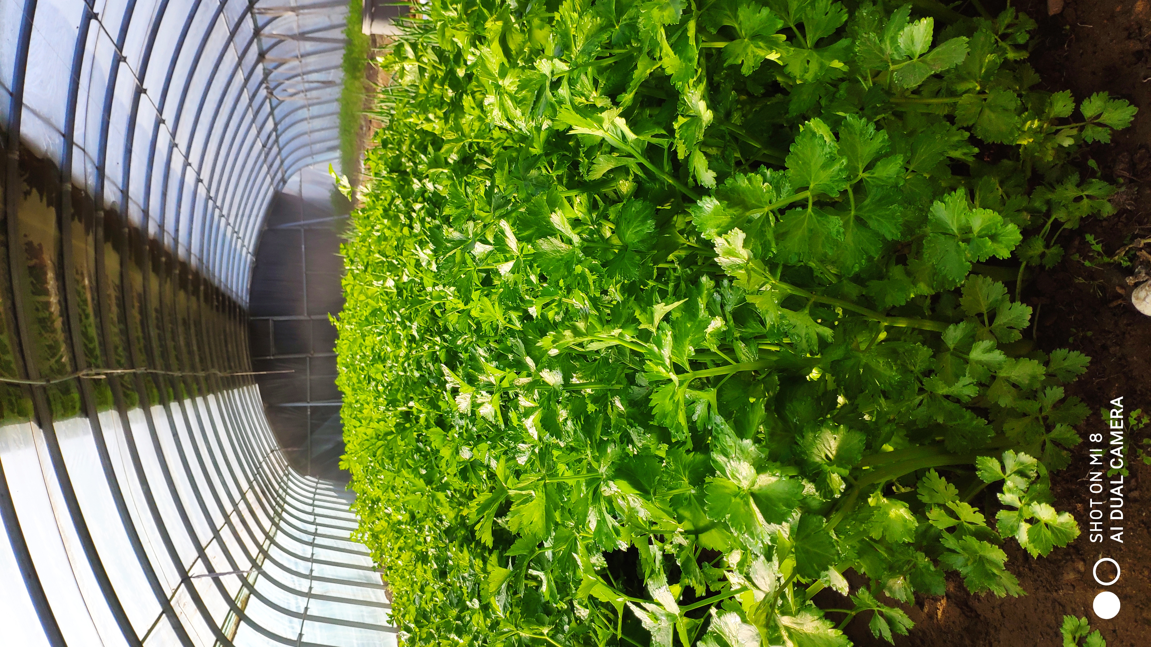 崂山水畔菜蔬鲜，黄石洞中书韵长