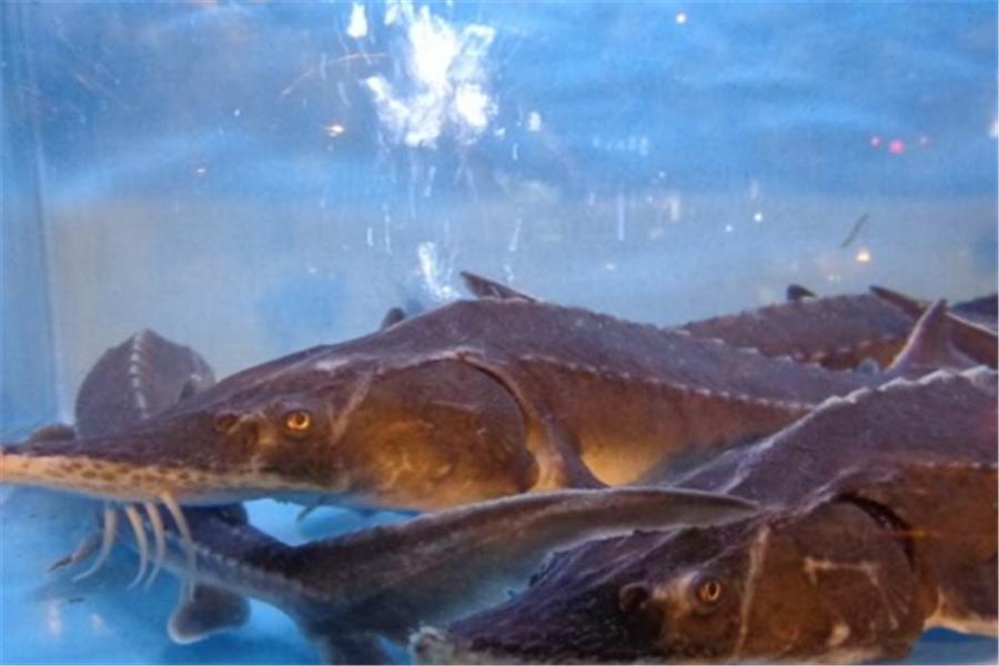 中华鲟养殖条件,中华鲟的养殖条件