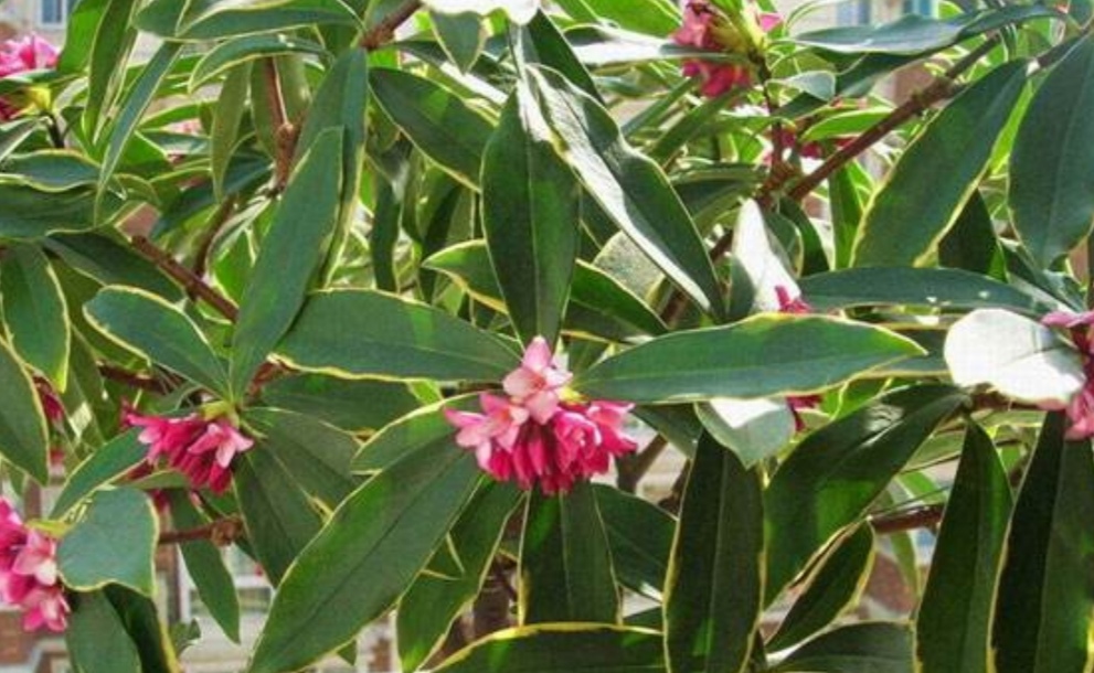 瑞香花养僵了怎么办,养的花卷叶发黄怎么办