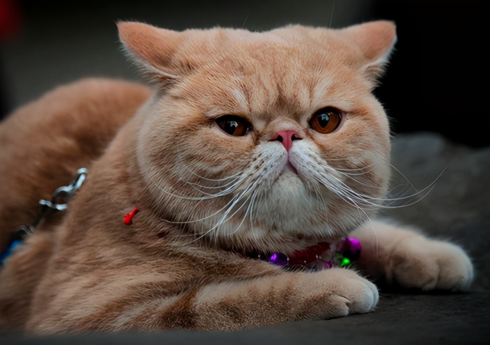 买猫容易踩的坑,买猫怕什么