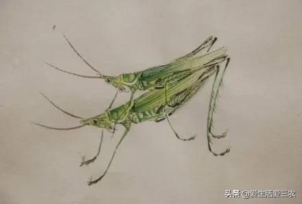 什么养殖最好养又不愁销路,养殖什么小虫最挣钱