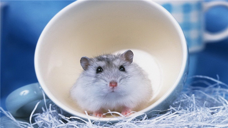 仓鼠伪冬眠用吹风机吹结果没有用,仓鼠伪冬眠醒了以后怎么办