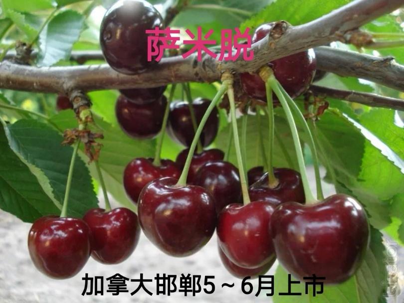 我国特色大樱桃生长习性,中国大樱桃种植分布图