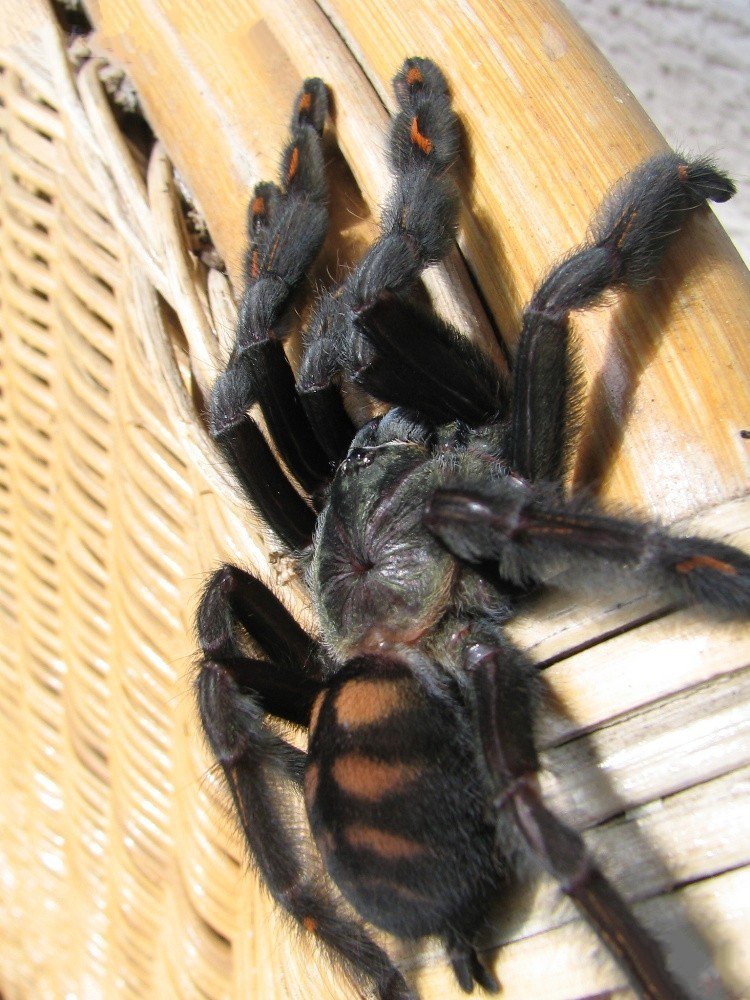 在野外奇形怪状的蜘蛛,各种宠物蜘蛛图片