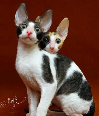 柯尼斯卷毛猫跟无毛猫哪个好,柯尼斯卷毛猫2000能买吗